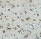 Anti-ULK1/Atg1 Rabbit Monoclonal Antibody